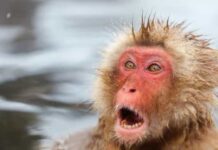 Macaco que atacou 10 pessoas é procurado pela polícia no Japão