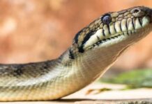 Menina de 2 anos é atacada por cobra… e a morde de volta