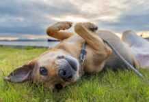 Ranking da fofura: as raças de cães mais encantadoras do mundo!