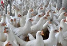 EUA: 3 milhões de frangos são abatidos com novo surto de gripe aviária