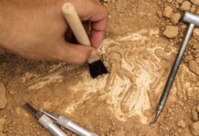 Múmias de dinossauro podem ser mais comuns do que se pensava