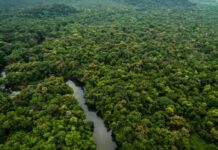 Ministro da Noruega diz que país retornará ao Fundo Amazônia após vitória de Lula