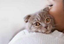 Tudo o que precisa de fazer para garantir a saúde e bem-estar do seu gato
