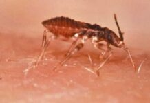 Cerca de 1,2 milhão de brasileiros têm Chagas, mas a maioria desconhece