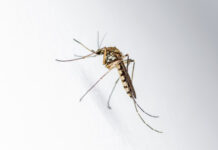 Dia Nacional de Combate ao Aedes aegypti é neste sábado