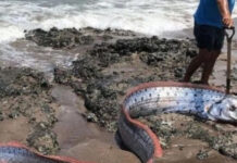 Mau presságio? Peixe que ‘anuncia’ tragédias encontrado em praia do Chile