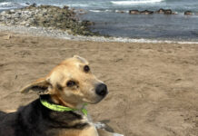 O dono de Vaguito era pescador e morreu. Cão passa o dia olhando o mar