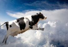 Coisas estranhas que caíram do céu: de vaca à chuva de sangue!
