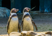 Animais homossexuais? Sim, eles existem!