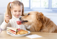 Erros que donos de cães cometem o tempo todo