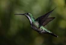 Cientistas descobrem beija-flor da mata atlântica que canta em frequência ultrassônica