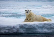 Urso polar mata mulher e menino em aldeia do Alasca