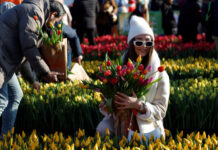 Amesterdã se enche de cores para celebrar o Dia Nacional da Tulipa