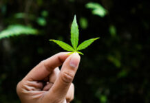 Maconha aumenta desejo sexual e intensidade do orgasmo, sugere estudo