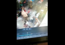 Boi foge de fazenda e invade mercearia em Minas Gerais; veja as imagens
