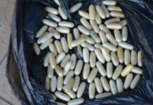 Mulher é presa tentando levar 130 cápsulas de cocaína no estômago à Itália