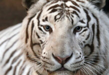 Filhote de tigre branco é abandonado em caixote de lixo em Atenas