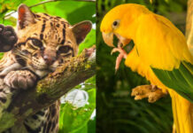 Animais que estão desaparecendo da Amazônia