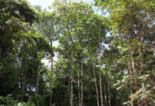 Acampamento isolado no coração da Amazônia pesquisa efeitos da crise do clima