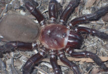 Nova espécie de aranha descoberta. Tem 5 cm e mordida "pode doer"