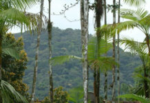 Projetos privados mantêm reservas ecológicas na Mata Atlântica