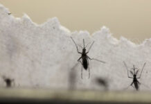 Exames de laboratórios privados indicam aumento de casos de dengue