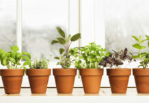 Temperos em casa: dicas para cultivar manjericão e salsa em seu lar