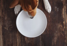Cinco alimentos para manter longe de cães e gatos (são perigosos)