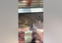 Gambá flagrado perambulando pela seção de carnes de supermercado. Veja!