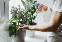 Regue as plantas com esta bebida popular (faz muito bem!)