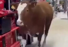 Elefante em loja de porcelanas? Não, vaca em loja de tintas. Veja!