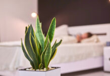 Vai dormir muito melhor se tiver uma destas plantas perto da sua cama
