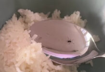 Mulher pensa que tem aranha na comida… e a realidade surpreende