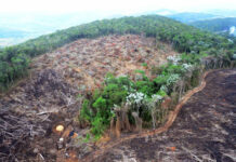 Crime organizado financia desmatamento da mata atlântica na zona sul de SP
