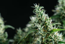 Maconha legalizada avança nos Estados Unidos, mas a ilegal segue mais lucrativa