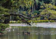 Pesquisa mostra importância de áreas verdes urbanas para a saúde