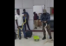 Mulher esconde 22 cobras na mala durante voo para a Índia. Ora veja