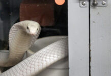 Naja albina super rara é encontrada dentro de casa na Índia