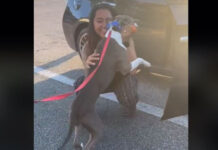 O momento em que dona reencontra cão perdido após dois anos