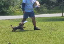 Cão carteiro? Animal faz as delícias dos vizinhos ao entregar cartas