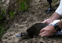 Ornitorrincos regressam a parque nacional australiano após meio século
