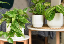 Sabia que as plantas podem eliminar as toxinas perigosas do ar?