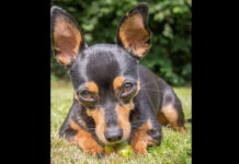 "Deu a vida". Pinscher morre ao salvar 4 crianças de ataque de rottweiler
