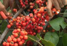 Sociobiodiversidade: entenda o impacto na economia desse conceito