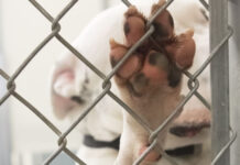 Sete pessoas ficam feridas após ataques de cachorro no interior de SP