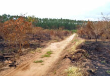 Meio ambiente: desmatamento no Cerrado cresce 32% em 2022, mostra relatório do Ipam