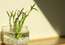 Nada de vasos com terra. Estas 11 plantas podem crescer na água