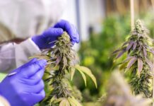 Brasileiros aproveitam brecha e importam maconha legalizada para uso recreativo