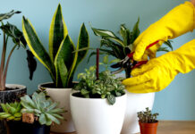 Plantas que decoram a casa e afastam os insetos teimosos
