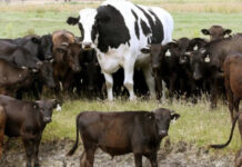 Knickers, o gigantesco boi australiano, impressiona com seu tamanho